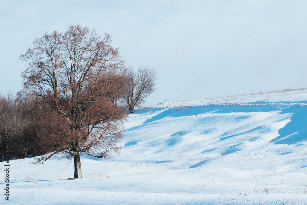 winter landscape with trees and blue sky winter landscape with trees and blue sky