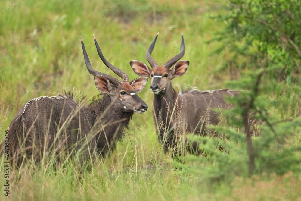 lowland nyala, nyala, tragelaphus angasii lowland nyala, nyala, tragelaphus angasii