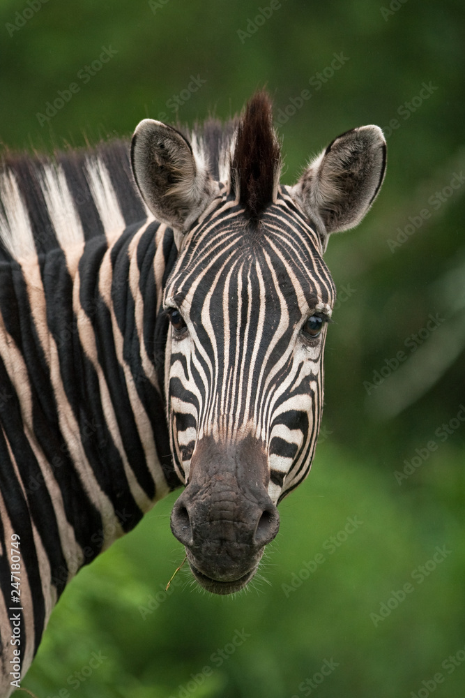 Naklejka premium plains zebra, equus quagga, common zebra