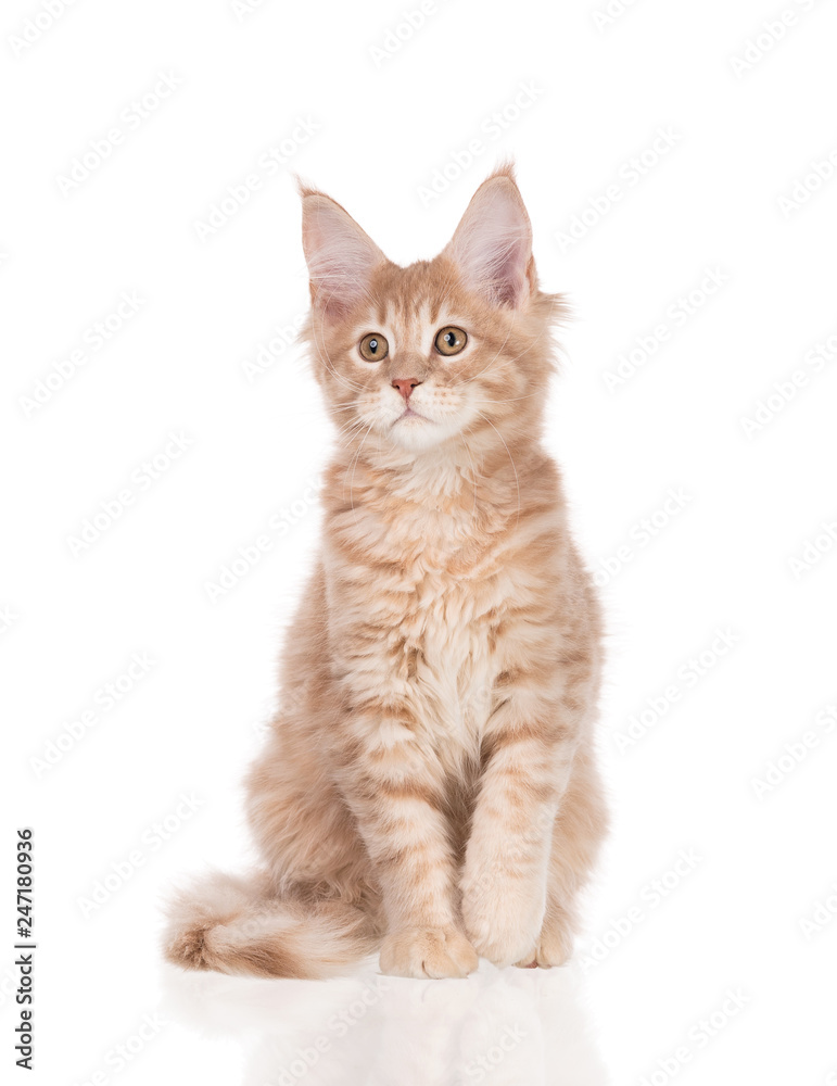 Maine Coon kitten Maine Coon kitten