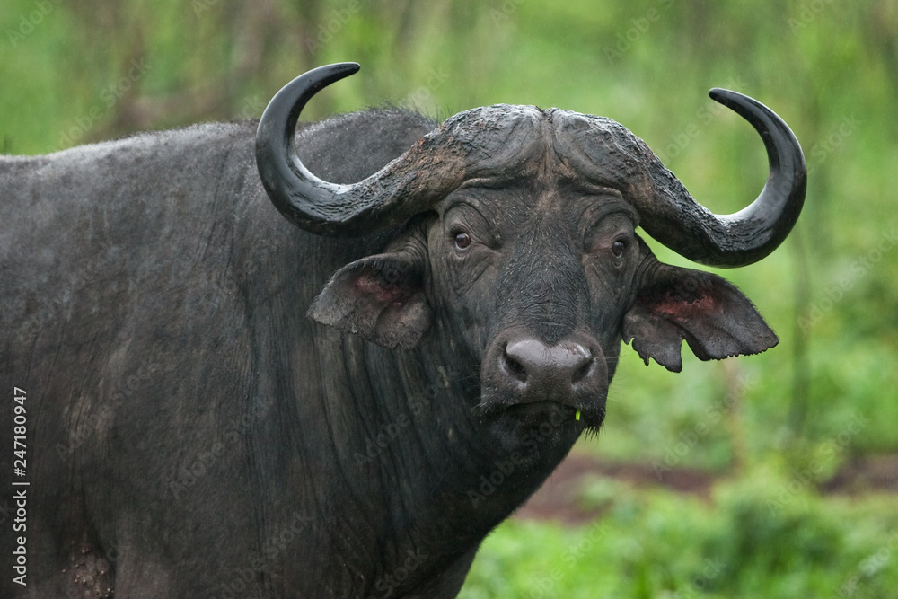 African buffalo, cape buffalo, syncerus caffer African buffalo, cape buffalo, syncerus caffer