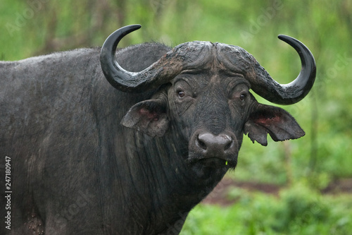 African buffalo  cape buffalo  syncerus caffer