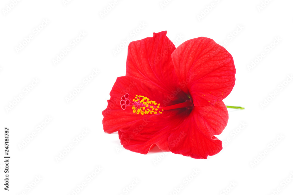 Red hibiscus flower isolated on white background. Red hibiscus flower isolated on white background.