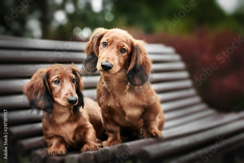 two adorable dachshund puppies posing together on a bench