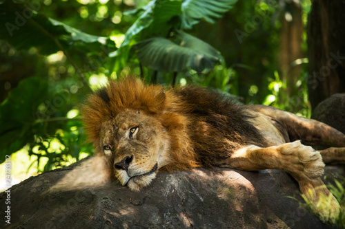 Lion african male with a beautiful mane in the wild nature during the day in sunlight © kuzmichstudio