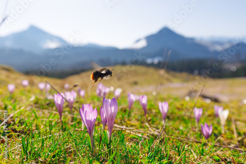 closeup of  bumble bee at wild crocos in purple and white on famous Mountain Heuberg with snow covered Alps in the background, red-tailed bumblebee, Bombus lapidarius photo
