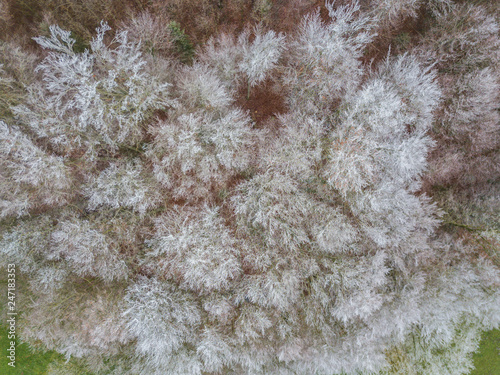 Aerial view of trees covered with hoarfrost on cold winter day. Beautiful patterns of branches.