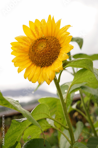 Fototapeta Naklejka Na Ścianę i Meble -  Beautiful sun flower in field on a sunny day