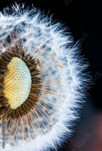 fluffy dandelion flower head with light little seeds on dark background