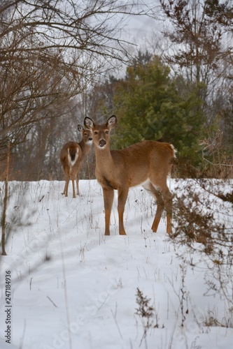 deer in winter © tacse7