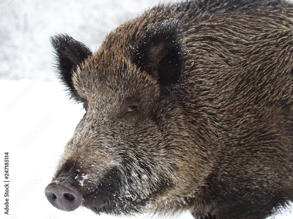 Wildschwein im Schneegestöber Wildschwein im Schneegestöber