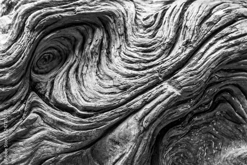Driftwood detail. Black and white natural textured background
