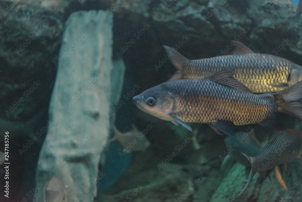 Fish : Mahseer barb (Neolissochilus stracheyi) Fish : Mahseer barb (Neolissochilus stracheyi)