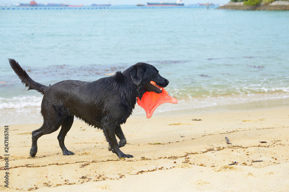 black dog running on the beach with a toy in his teeth
