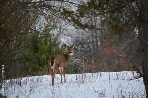 deer in the forest