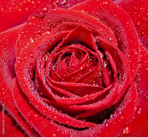 Fototapeta Naklejka Na Ścianę i Meble -  Red Rose. Drops