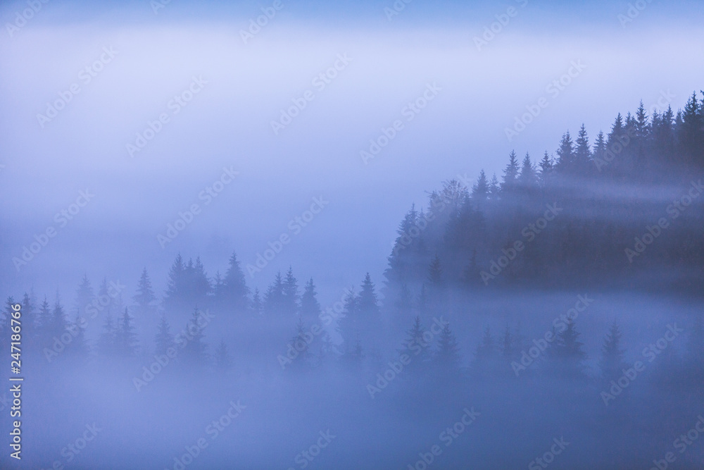 Fototapeta premium moody forest