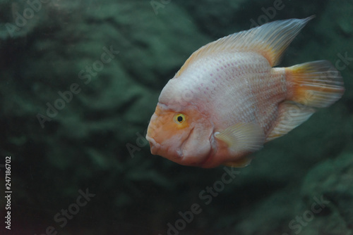 Love parrot fish in water,Amphilophus citrinellum x Vieja synspila