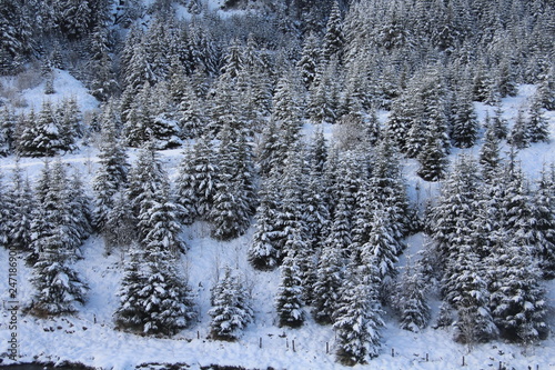 Winter Forest Scene © Dan
