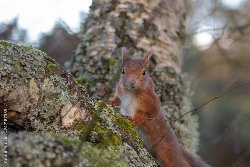 red squirrel, Sciurus vulgaris, close up while moving and eating nuts on a birch branch with lichen in Scotland during winter. red squirrel, Sciurus vulgaris, close up while moving and eating nuts on a birch branch with lichen in Scotland during winter.