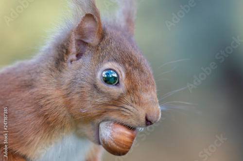 red squirrel, Sciurus vulgaris, close up while moving and eating nuts on a birch branch with lichen in Scotland during winter.
