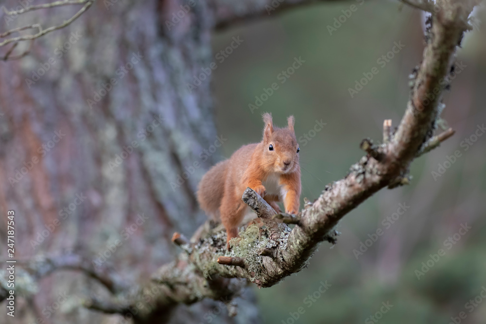 red Squirrel, Sciurus vulgaris, running and jumping along branches within a pine forest in Scotland during winter.