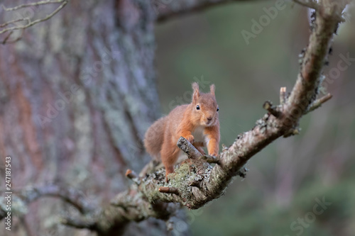 red Squirrel, Sciurus vulgaris, running and jumping along branches within a pine forest in Scotland during winter.