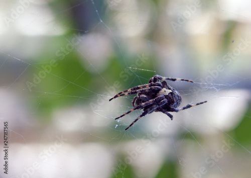 spider-Araneus weaves a web