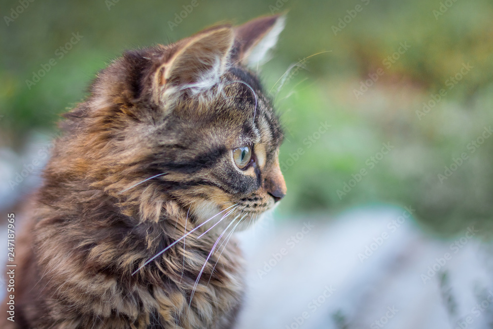 Portrait of a young cat in profile on blurry background_