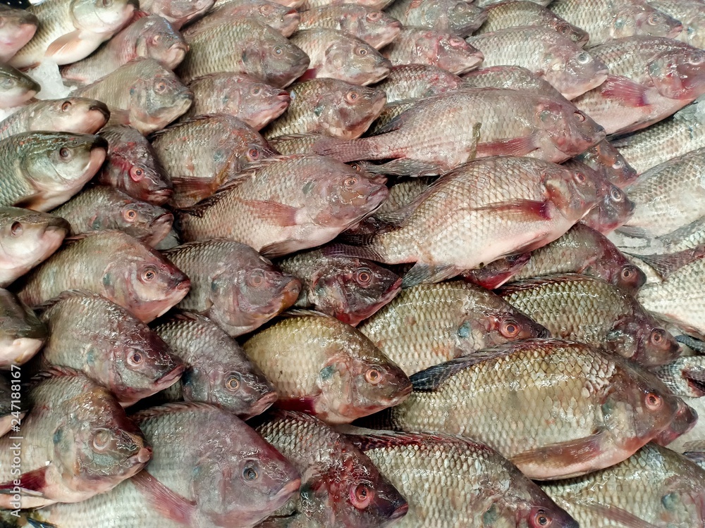 Tilapia fish at seafood market 