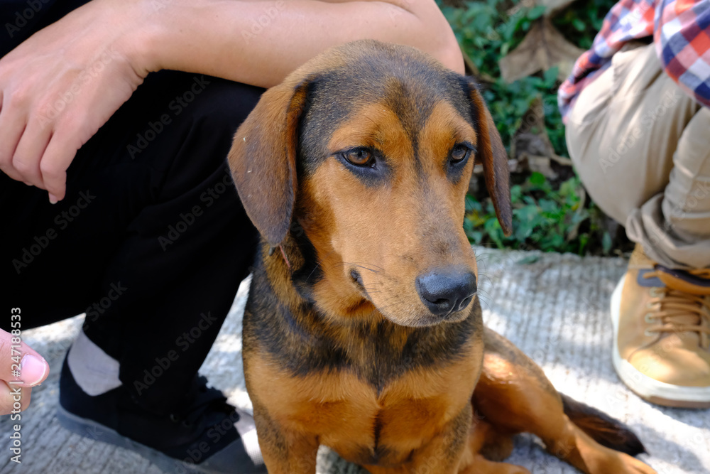 brown dog sitting on road with owner