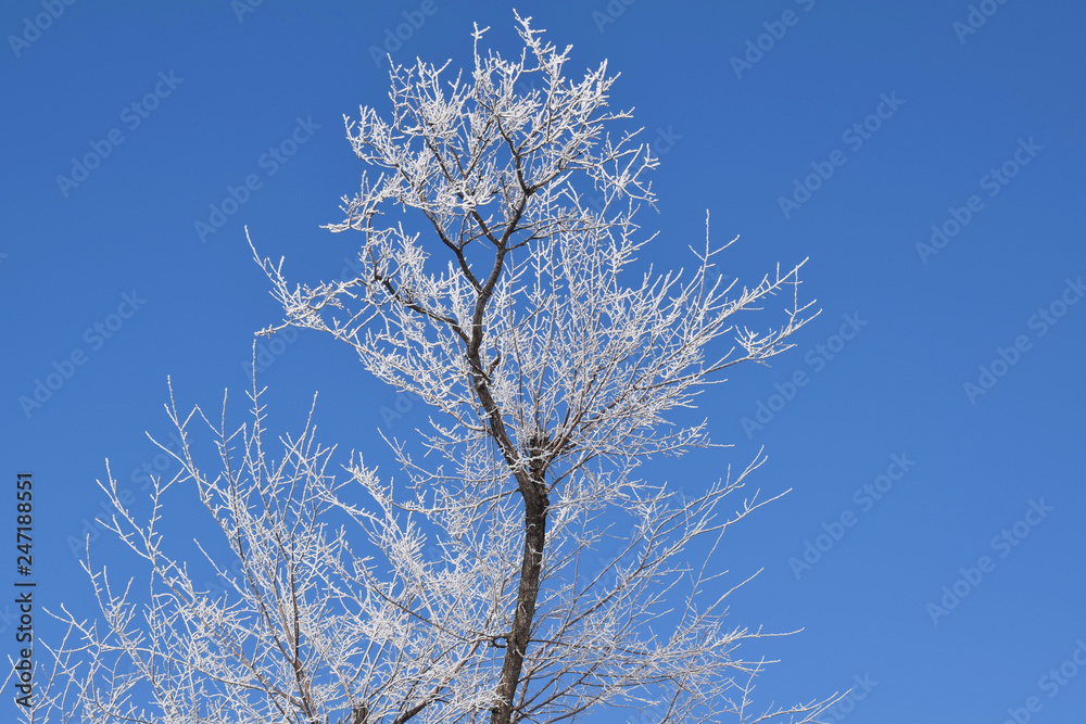 White snowy trees on blue sky background.Frosty Sunny day. White snowy trees on blue sky background.Frosty Sunny day.