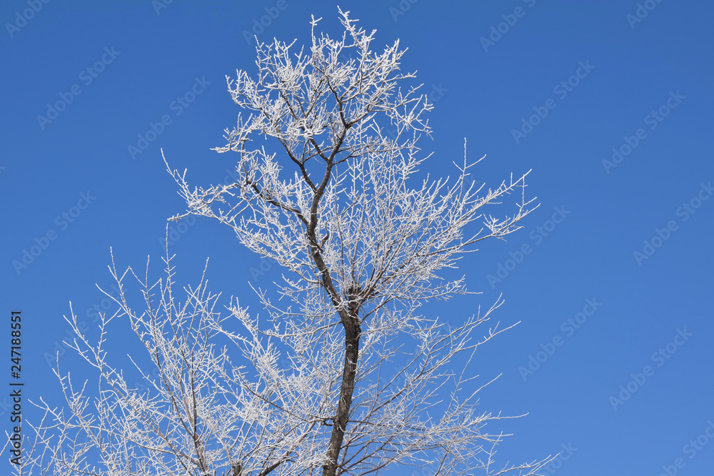 White snowy trees on blue sky background.Frosty Sunny day.