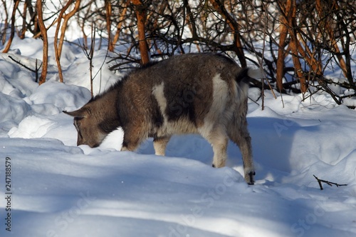 goat in snow