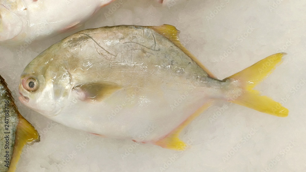 Fresh fish show festival fair Fresh fish show festival fair