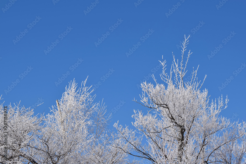 White snowy trees on blue sky background.Frosty Sunny day. White snowy trees on blue sky background.Frosty Sunny day.