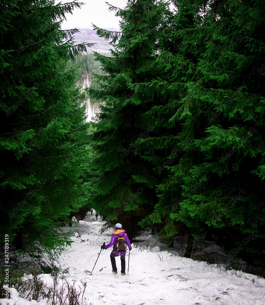 Obraz premium Tourist woman with poles walk down through beautiful green forest in winter