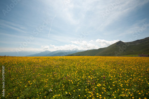 Sommerwiese in den Tiroler Bergen