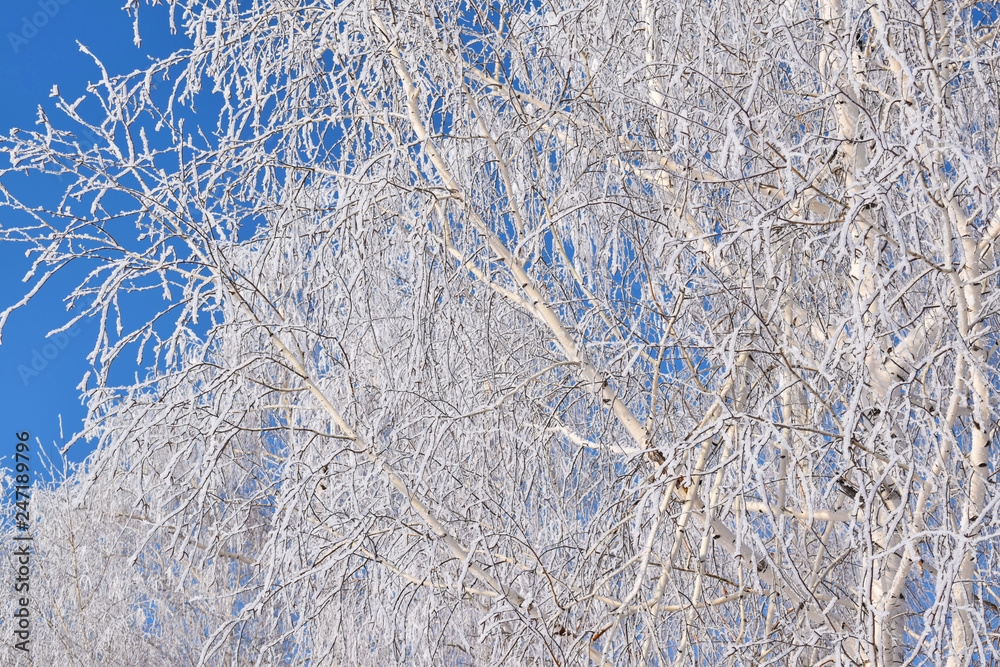 White snowy trees on blue sky background.Frosty Sunny day. White snowy trees on blue sky background.Frosty Sunny day.