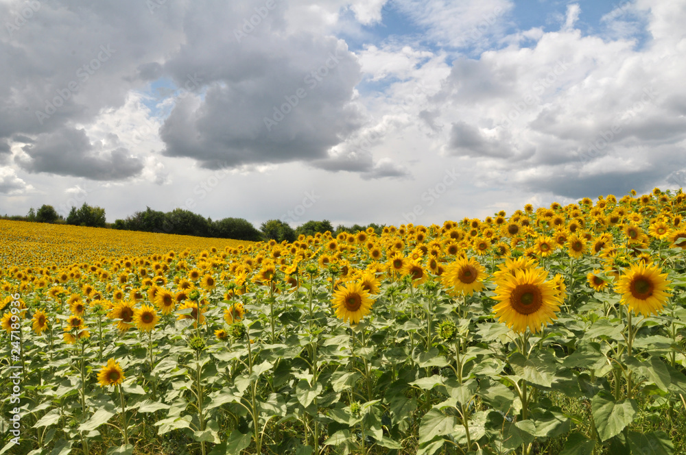 Fototapeta premium Summer landscape with sunflowers