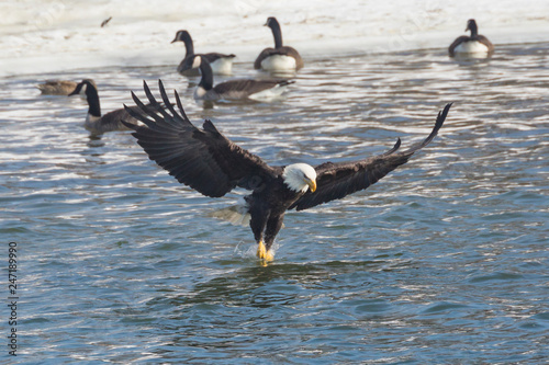 A Wild, Mature Bald Eagle Catching Fish in the Iowa River photo