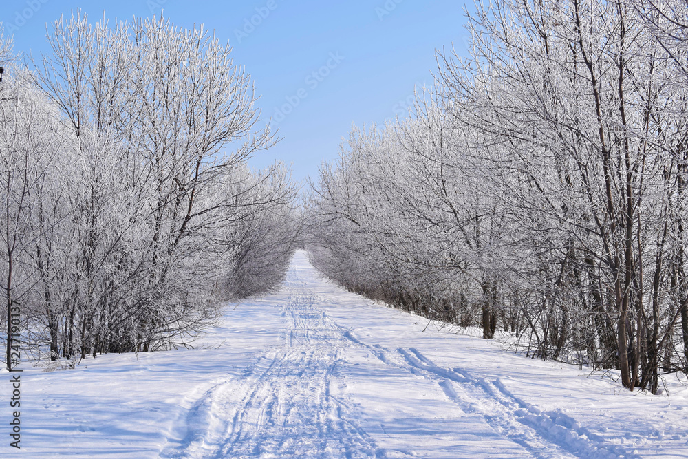 Naklejka premium Beautiful winter landscape.Frosty Sunny day.Scenic view.