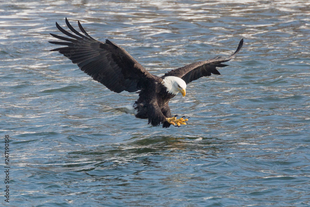 A Wild, Mature Bald Eagle Catching Fish in the Iowa River A Wild, Mature Bald Eagle Catching Fish in the Iowa River