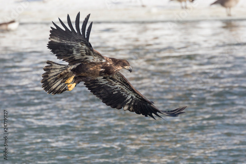Wild, Premature Bald Eagle Catching Fish in the Iowa River