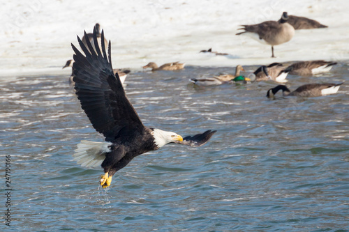 A Wild, Mature Bald Eagle Catching Fish in the Iowa River
