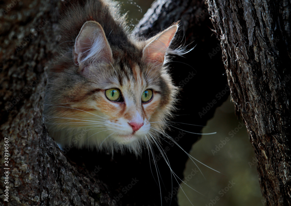 Norwegian forest cat female with alert expression in the tree