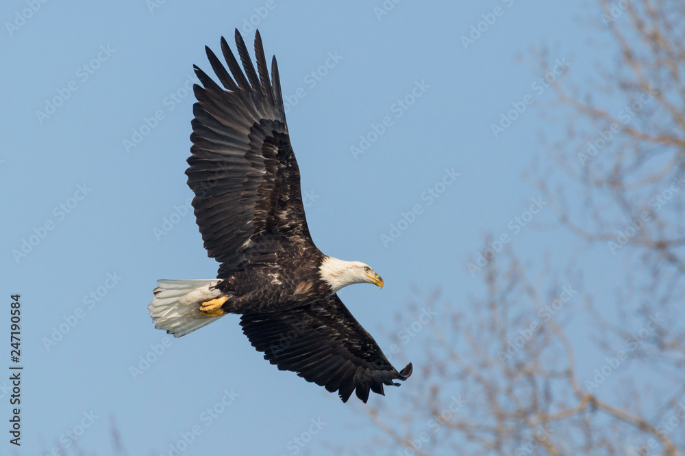 A Wild, Mature Bald Eagle Catching Fish in the Iowa River A Wild, Mature Bald Eagle Catching Fish in the Iowa River