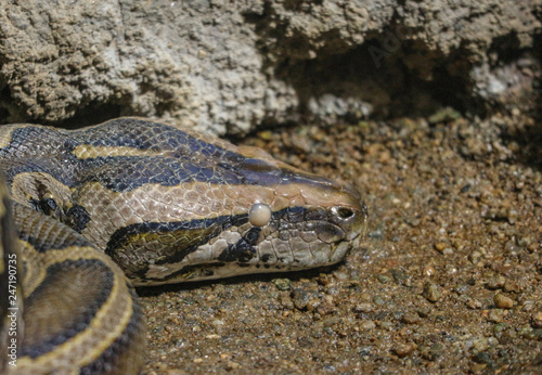 head part of python snake on stone ground.