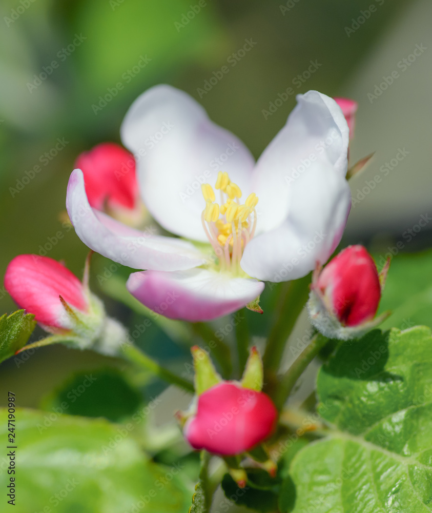 Apple flowers on tree branch. Spring background