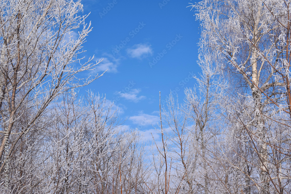 White snowy trees on blue sky background.Frosty Sunny day. White snowy trees on blue sky background.Frosty Sunny day.